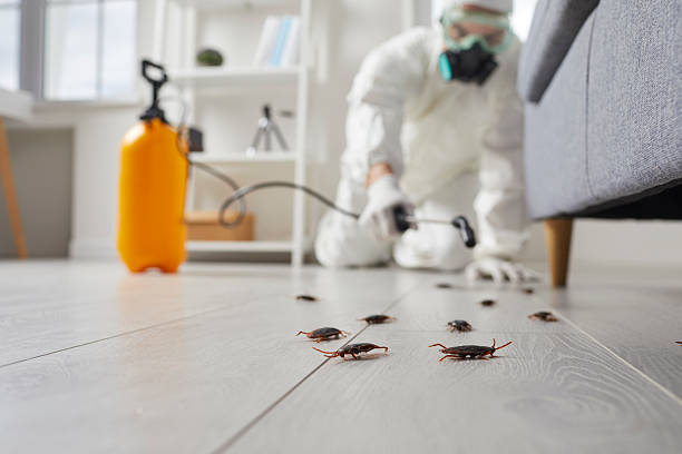 Affordable Termite Control solutions in Colma, CA